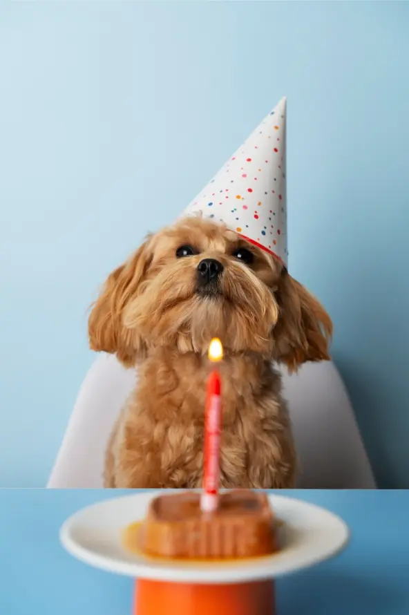 Celebra el Cumpleaños de tu Perro