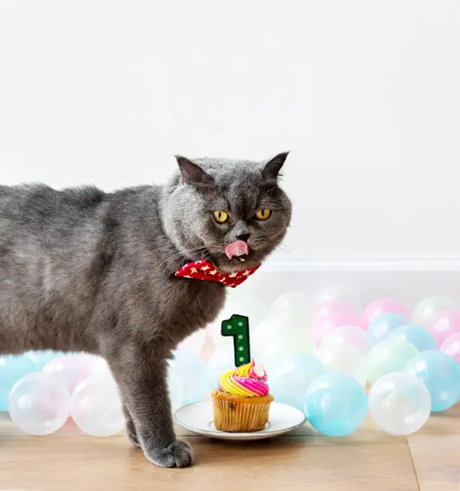 Celebra el Cumpleaños de tu Gato